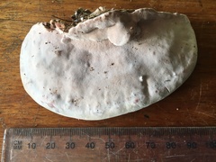 Rhodofomitopsis feei