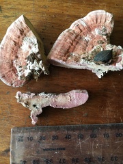 Rhodofomitopsis feei