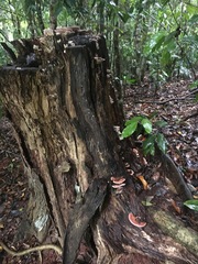 Rhodofomitopsis feei