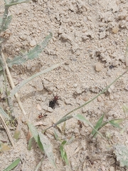 Cataglyphis adenensis