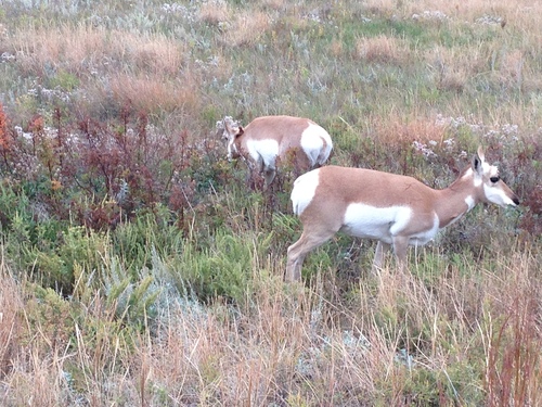 iNaturalist observation photo of Pronghorn