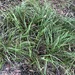 Lomandra confertifolia confertifolia - Photo (c) Greg Tasney, some rights reserved (CC BY-SA), uploaded by Greg Tasney