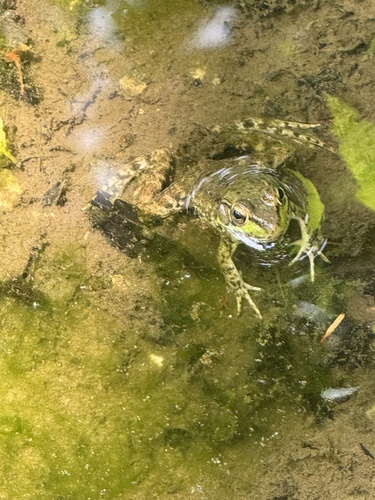 Green Frog