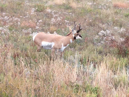 iNaturalist observation photo of Pronghorn