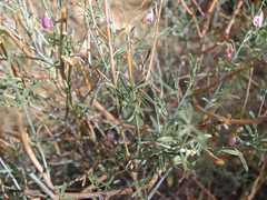 Polygala guerichiana