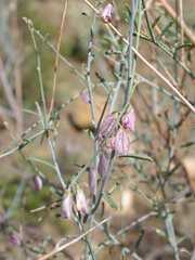 Polygala guerichiana