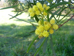 Acacia uncifolia