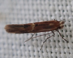Phyllonorycter