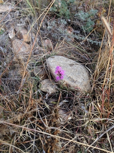 iNaturalist observation photo of dotted gayfeather