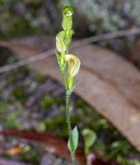 Pterostylis parviflora