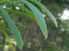 Acacia uncifolia