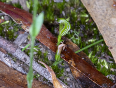 Pterostylis parviflora