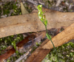 Pterostylis parviflora