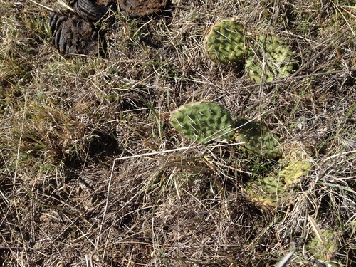 iNaturalist observation photo of Prickly Pears