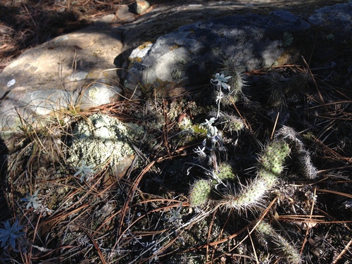 iNaturalist observation photo of Prickly Pears