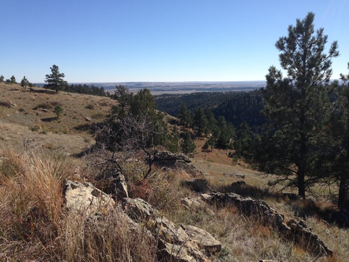 iNaturalist observation photo of Rocky Mountains Ponderosa Pine