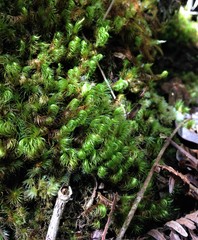 Campylopus incurvatus