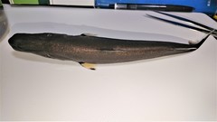 Squaliolus laticaudus