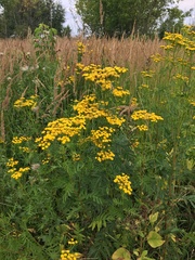 Tanacetum vulgare