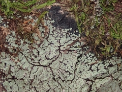 Pannaria implexa
