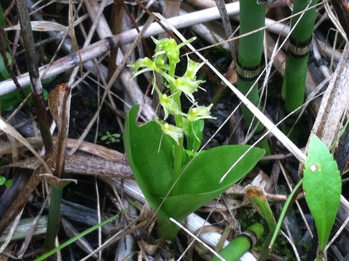 iNaturalist observation photo of fen orchid