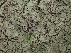 Pannaria implexa