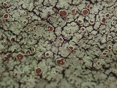 Pannaria implexa