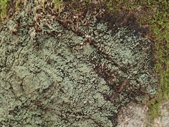 Pannaria implexa