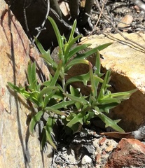 Senecio crassiusculus