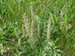 Pedicularis dasystachys