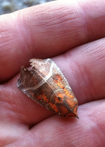 iNaturalist observation photo of Herald Moth