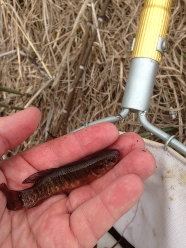 iNaturalist observation photo of Central Mudminnow