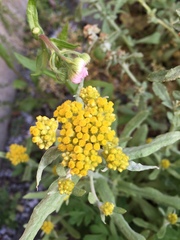 Pseudognaphalium affine