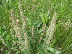 Pedicularis dasystachys