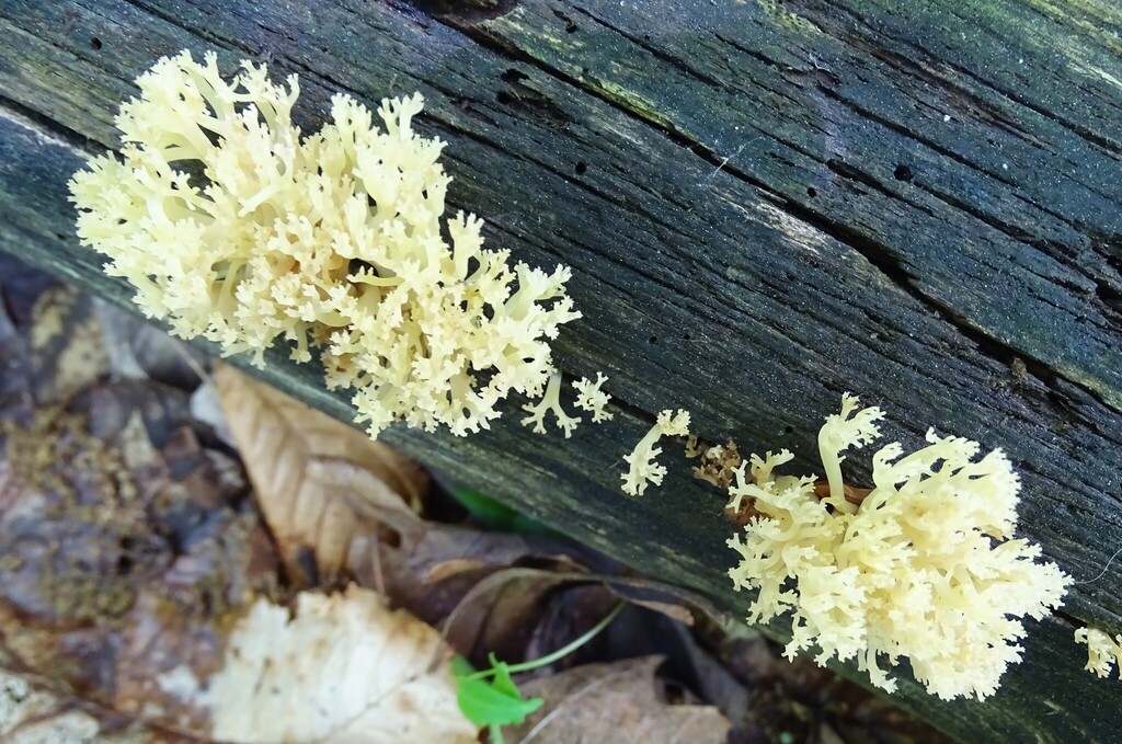 crown-tipped coral fungus · June 2026 · photo: Photo: (c) Shirley Zundell, some rights reserved (CC BY) · iNaturalist