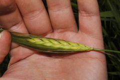Hordeum spontaneum