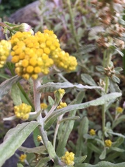 Pseudognaphalium affine