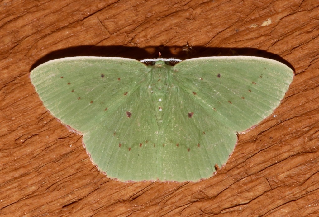Brown-spotted Emerald