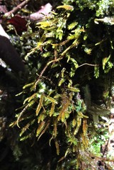 Acromastigum