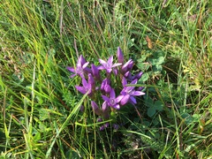 Gentianella austriaca