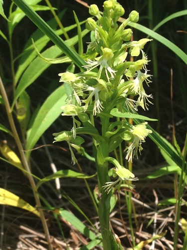 iNaturalist observation photo of ragged fringed orchid