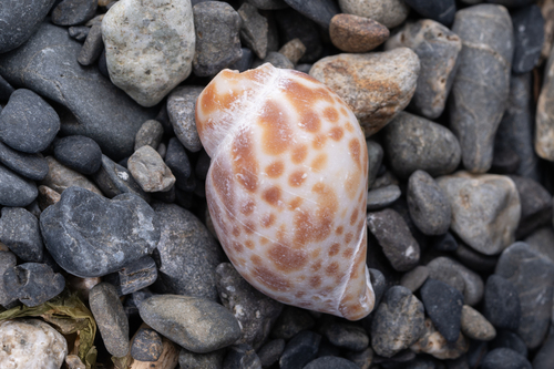 Babylonia japonica, 2026-03-05