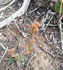 Crassula subulata subulata