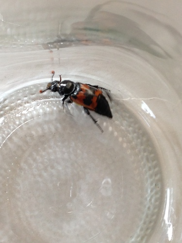 Margined Sexton Beetle