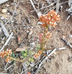 Crassula subulata subulata