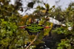 Gasteracantha sauteri