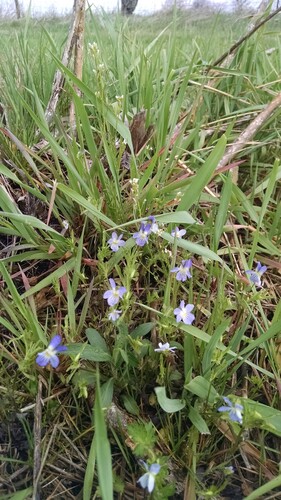 iNaturalist observation photo of American field pansy