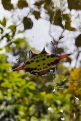 Gasteracantha sauteri