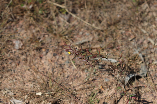 Ludwigia perennis observed 2026-06-07