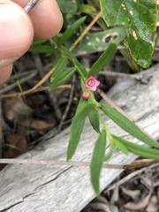 Cyanothamnus polygalifolius